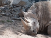 20090502 SanDiegoWildlifePark38.jpg